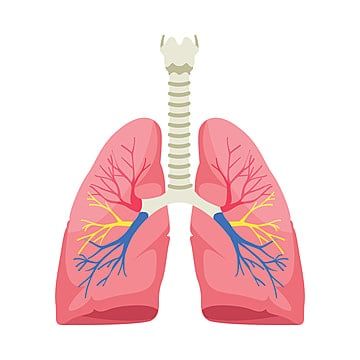 Tuberkulosis